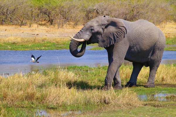 Quelles sont les meilleures périodes pour un safari au Botswana ?